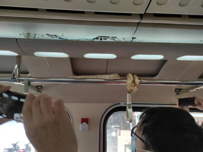 台铁列车现“入侵”蛇 有乘客淡定拍照