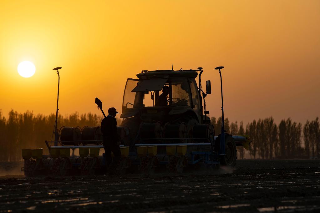 播种机在新疆沙湾市大泉乡五道河子村的棉田进行播种作业。（新华社记者胡虎虎 摄）