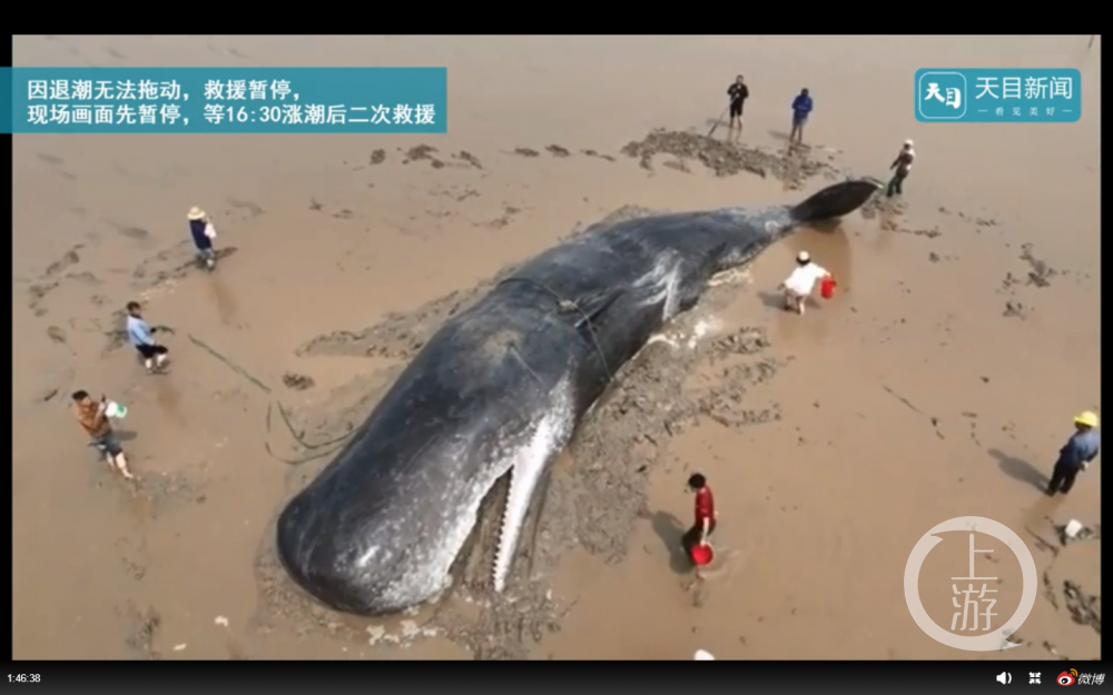 浙江象山50吨重鲸鱼搁浅：救援人员现场不停泼水散热，待涨潮后有望回归大海