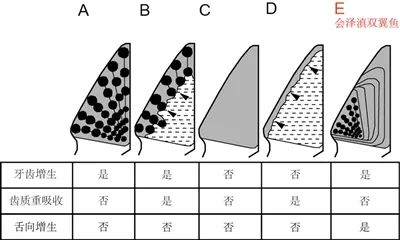 会泽滇双翼鱼齿板（E）与其他几种肺鱼齿板类型的比较。罗彦超供图