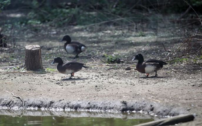 4月22日，北京动物园， 三只青头潜鸭在水池边散步。  新京报记者 薛珺 摄