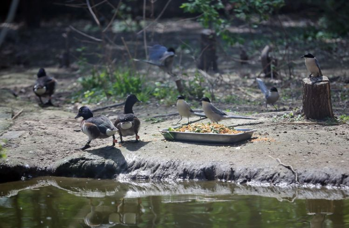4月22日，青头潜鸭的食盘吸引了多只喜鹊前来觅食。  新京报记者 薛珺 摄