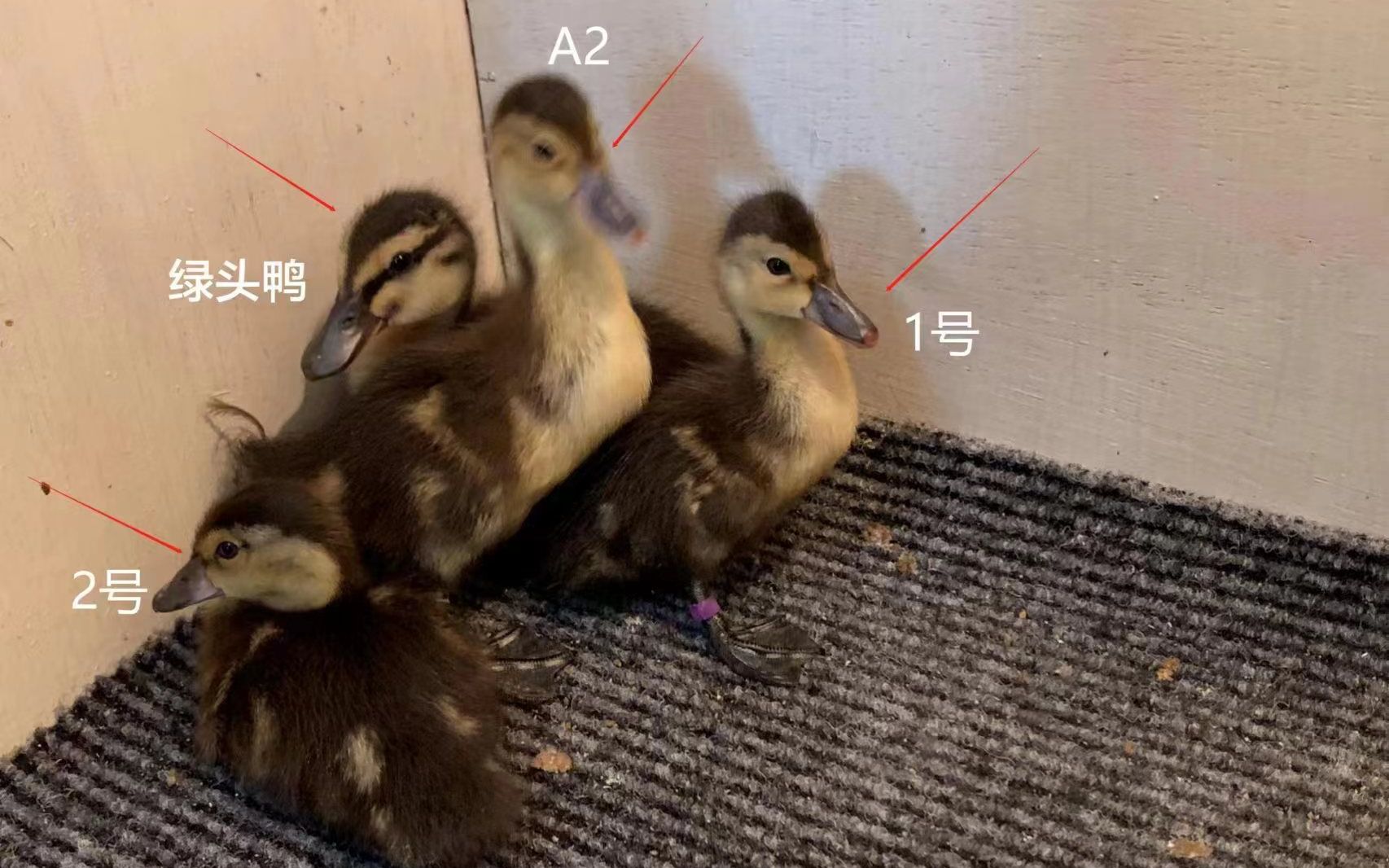 工作人员在巢穴中放置了一只小绿头鸭作为“陪伴动物”。北京动物园供图