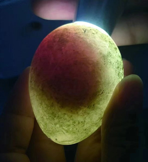 北京动物园技术人员对弃巢卵进行清理检验。北京动物园供图