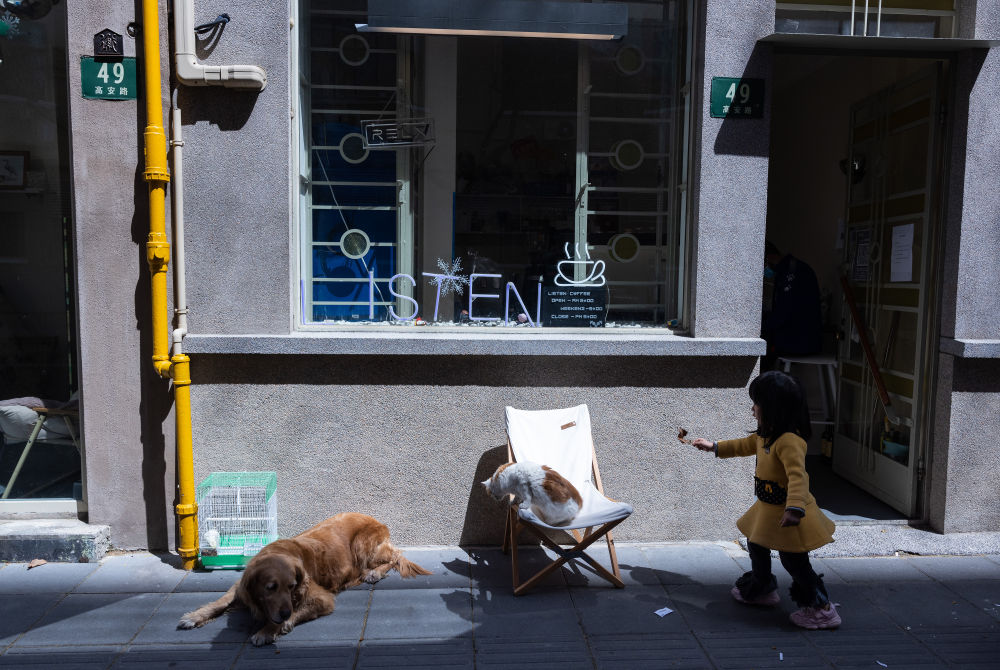↑3月29日，在上海市徐汇区高安路一家咖啡店门口，一名小女孩在逗猫。