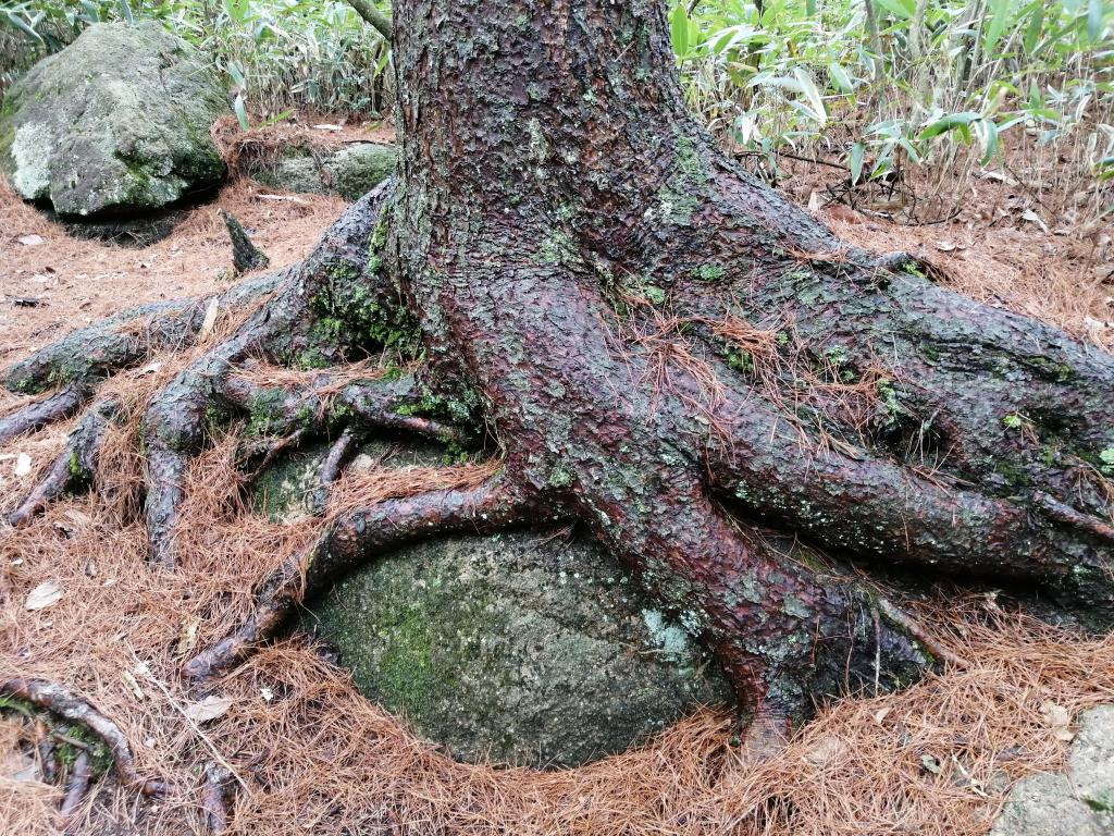 这是黄山松的根部。（受访者供图）