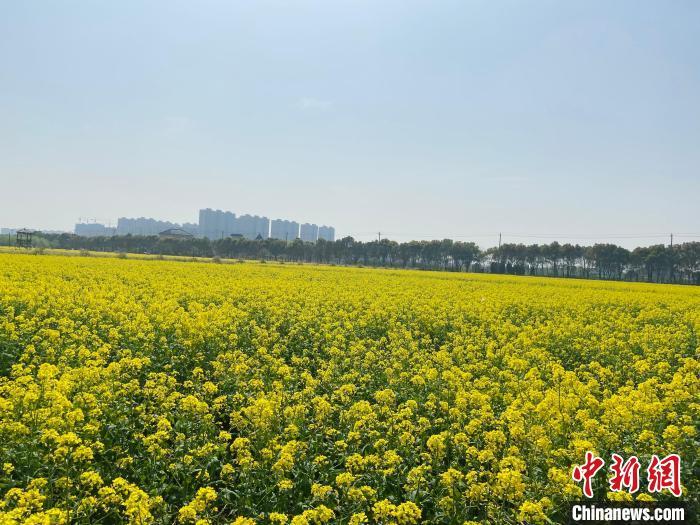 资料图：杭州市钱塘区江东村油菜花田。黄慧 摄