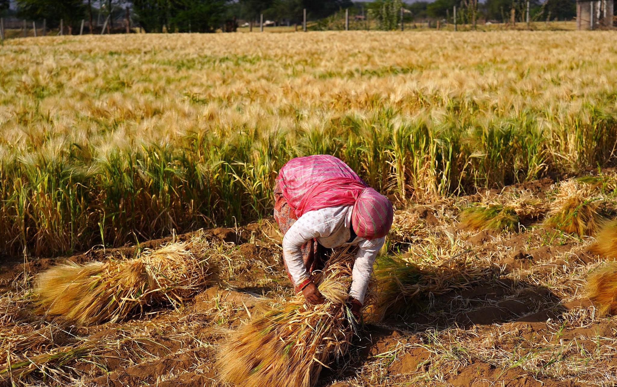 当地时间2022年3月12日，印度拉贾斯坦邦，当地农民在郊区收割小麦。13日，印度外贸总局发布通知，表示立即执行小麦出口禁令。通知还称，为保障粮食安全需求，向印度政府提出要求并且获得授权许可的国家，将能够继续获得印度出口的小麦。