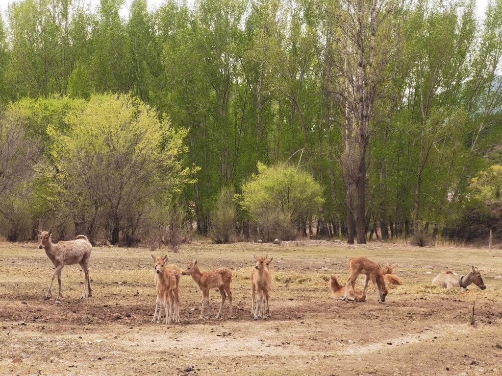 添丁进口！我国野放麋鹿种群在内蒙古成功繁衍
