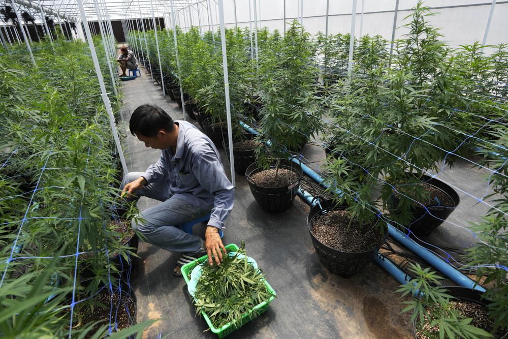 工人们6月5日在农场种植大麻（图片来源：美联社）