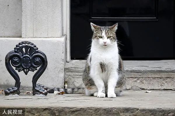 当地时间2020年9月2日，英国伦敦，唐宁街“首席捕鼠大臣”拉里现身。