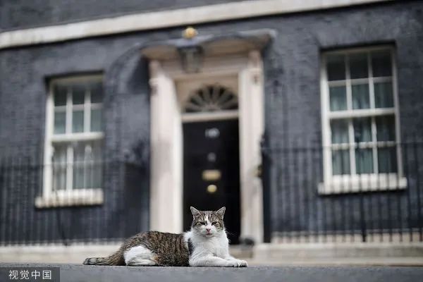 当地时间2020年7月10日，英国伦敦，唐宁街“首席捕鼠大臣”拉里现身。