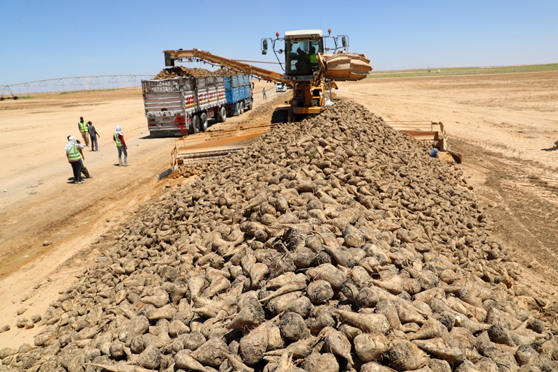  ↑7月11日，在埃及明亚省沙漠里的甜菜种植农场，工作人员将收获的甜菜装车。新华社记者 隋先凯 摄