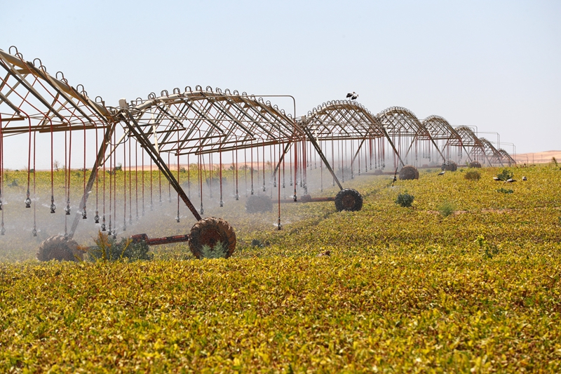  ↑7月11日，在埃及明亚省沙漠里的甜菜种植农场，自动喷灌机给甜菜浇水。新华社记者 隋先凯 摄