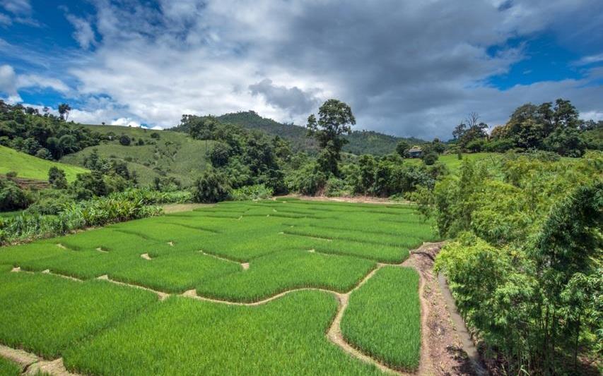 ▲泰国清迈稻田。资料图。图/IC photo