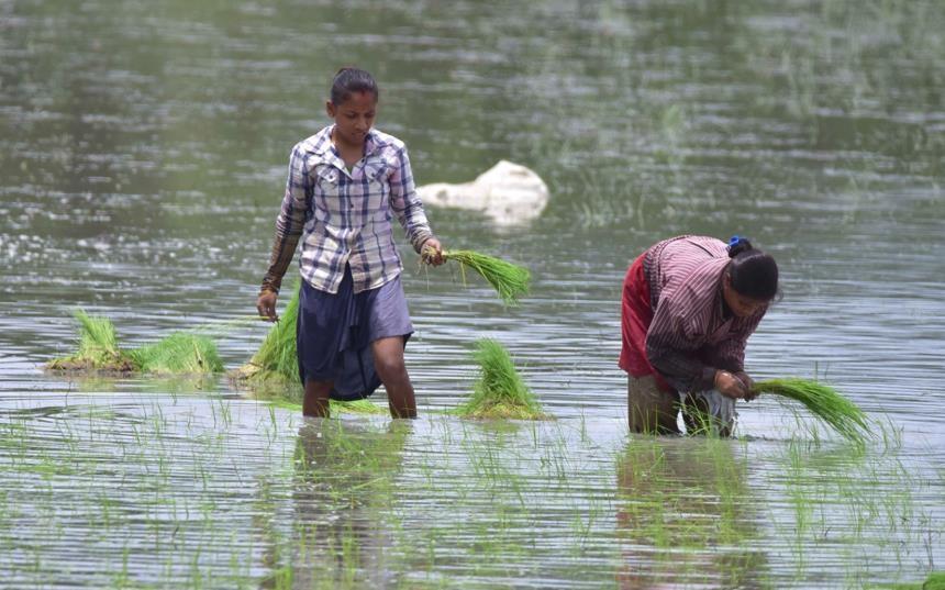 ▲印度农民正在栽种水稻。图/IC photo
