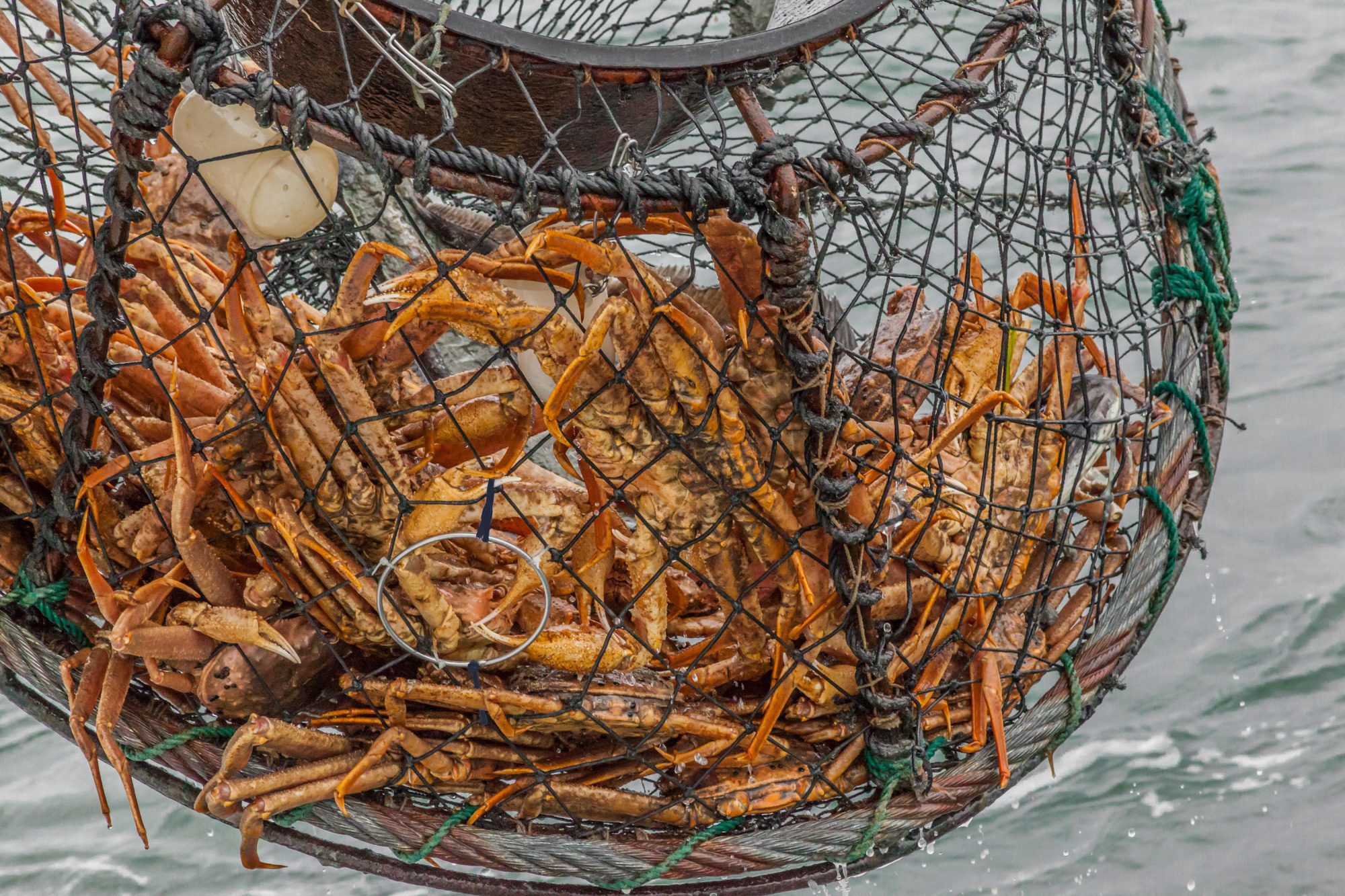 美国阿拉斯加有史以来首次取消雪蟹捕捞活动。