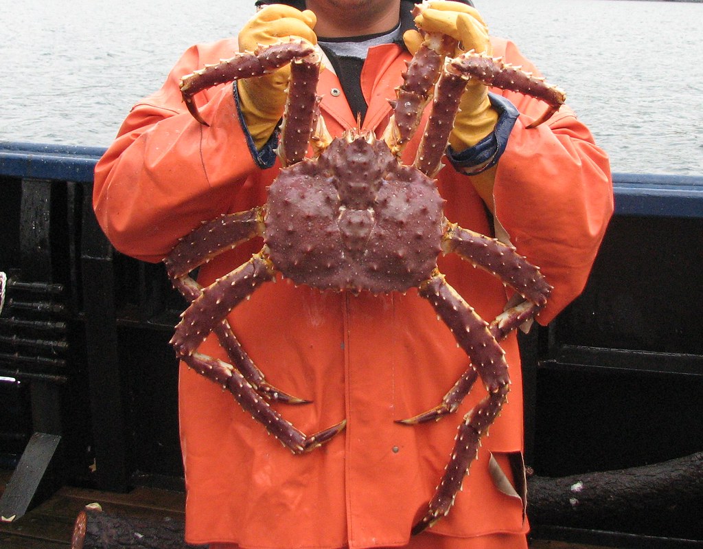 红色帝王蟹今年也将连续第二年暂停捕捞。 