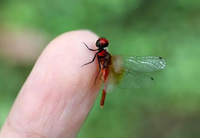 气候变化导致“昆虫末日” 人类也无法独善其身