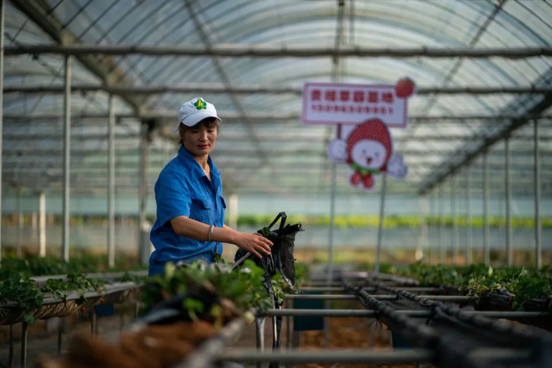 在云南西畴县，“草莓妈妈”张贵相在她的草莓基地里劳作（3月26日摄）。江文耀 摄