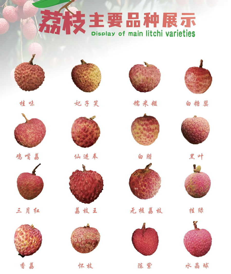 广东荔枝分布图&荔枝主要品种展示（双击查看大图）