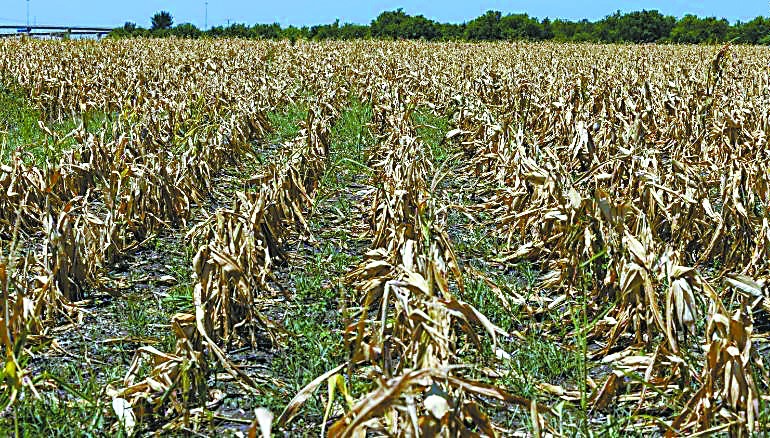 高温导致美国农作物枯萎（CNN）