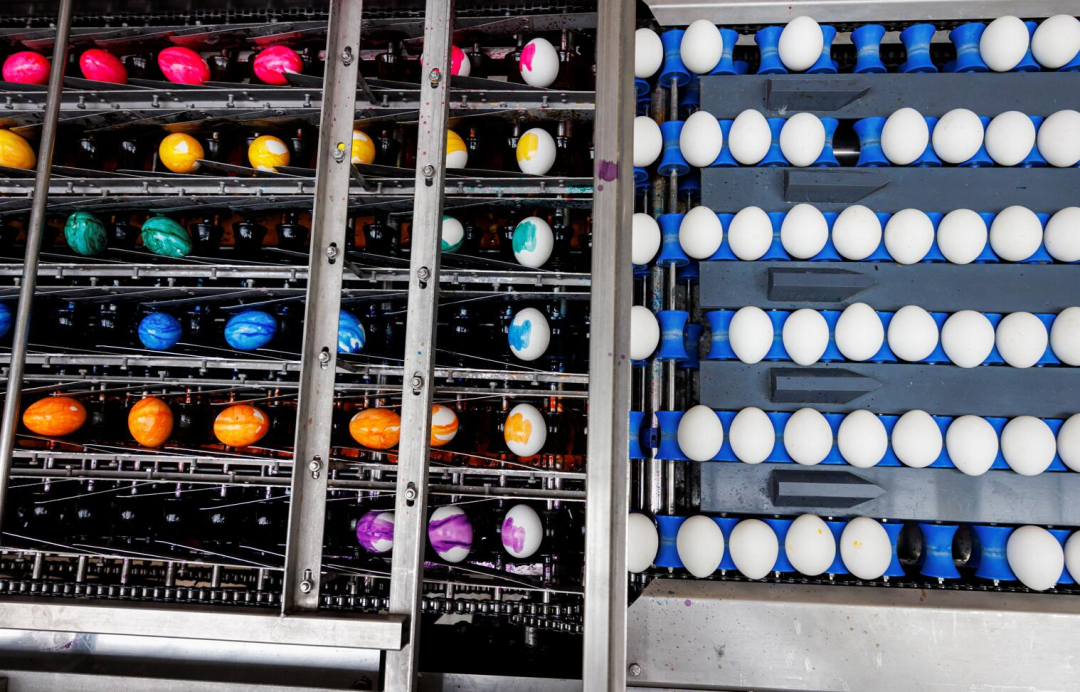 3月31日，在德国乌尔斯贝格的贝哈姆彩蛋工厂，鸡蛋在传送带上经过染色工序。新华社/路透