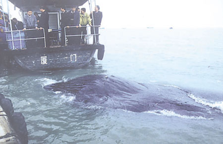 图文:厦门市海面发现一漂浮巨鲸